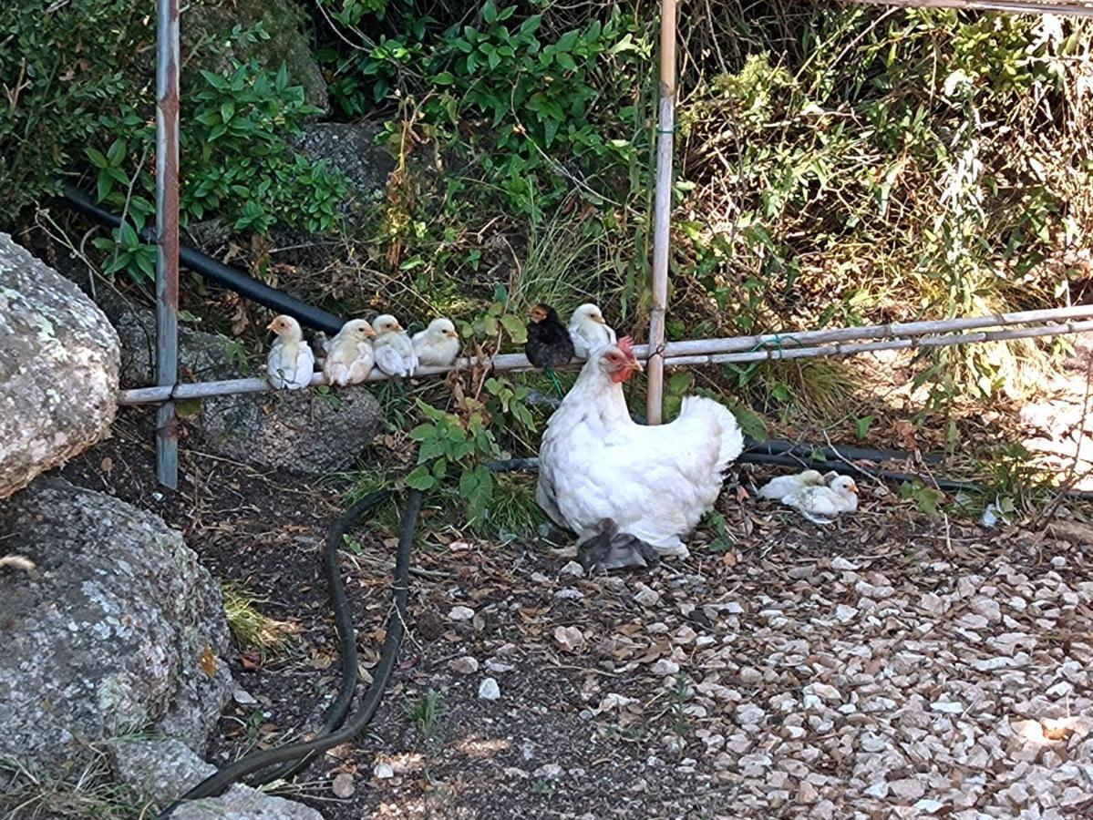 La Cera Farm Camping B&B Santa Teresa Gallura Eksteriør billede
