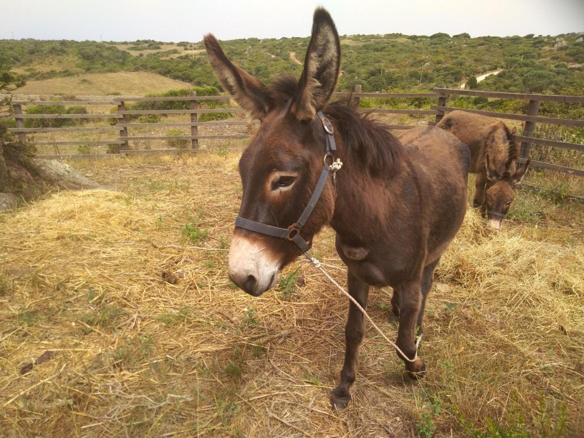 La Cera Farm Camping B&B Santa Teresa Gallura Eksteriør billede
