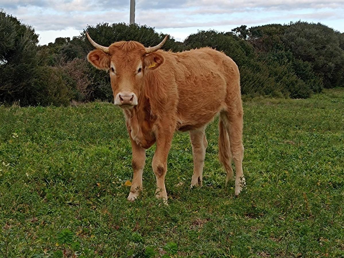 La Cera Farm Camping B&B Santa Teresa Gallura Eksteriør billede