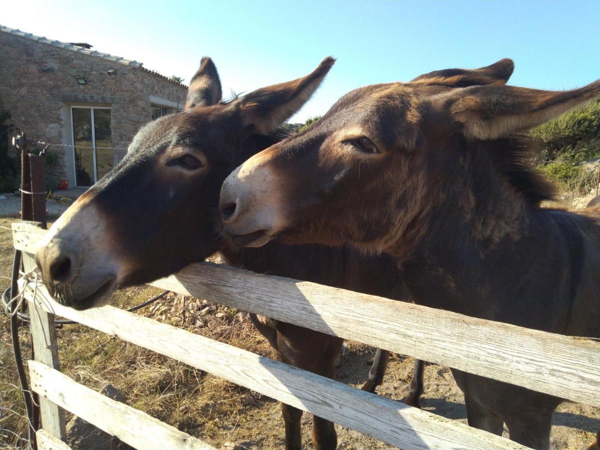La Cera Farm Camping B&B Santa Teresa Gallura Eksteriør billede