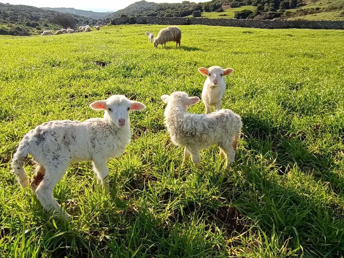 La Cera Farm Camping B&B Santa Teresa Gallura Eksteriør billede