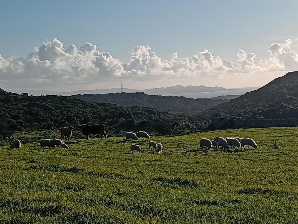 La Cera Farm Camping B&B Santa Teresa Gallura Eksteriør billede