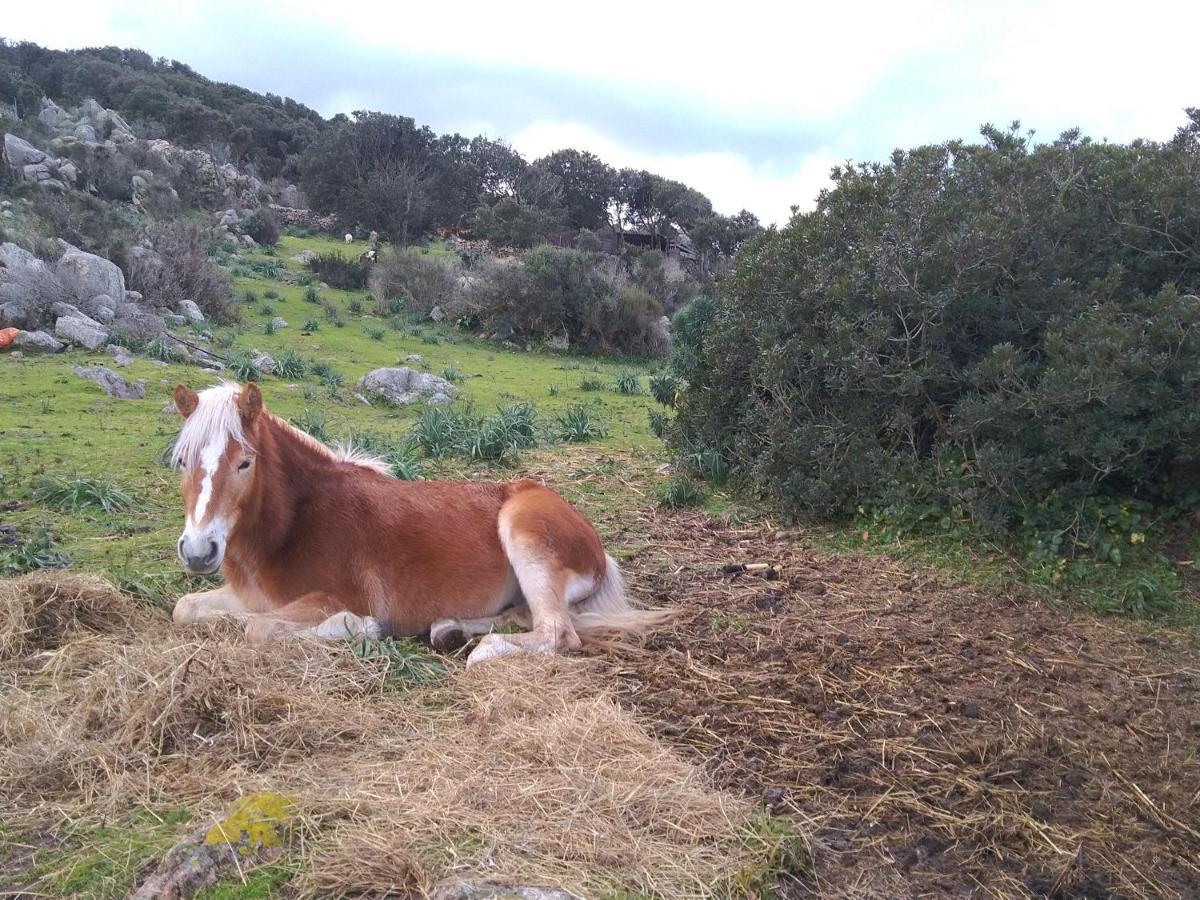 La Cera Farm Camping B&B Santa Teresa Gallura Eksteriør billede