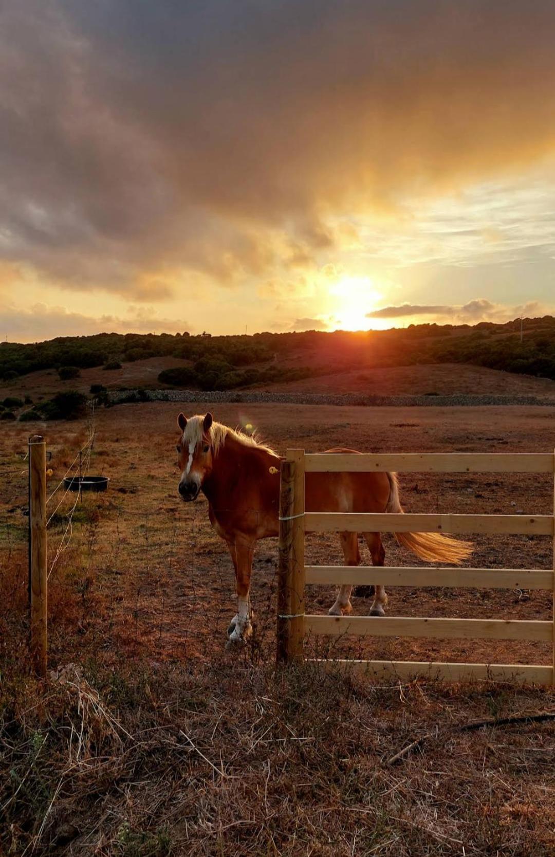 La Cera Farm Camping B&B Santa Teresa Gallura Eksteriør billede