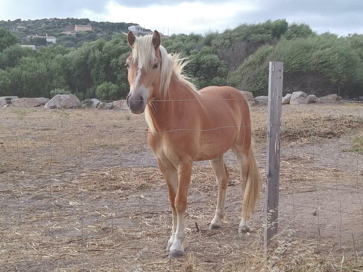 La Cera Farm Camping B&B Santa Teresa Gallura Eksteriør billede